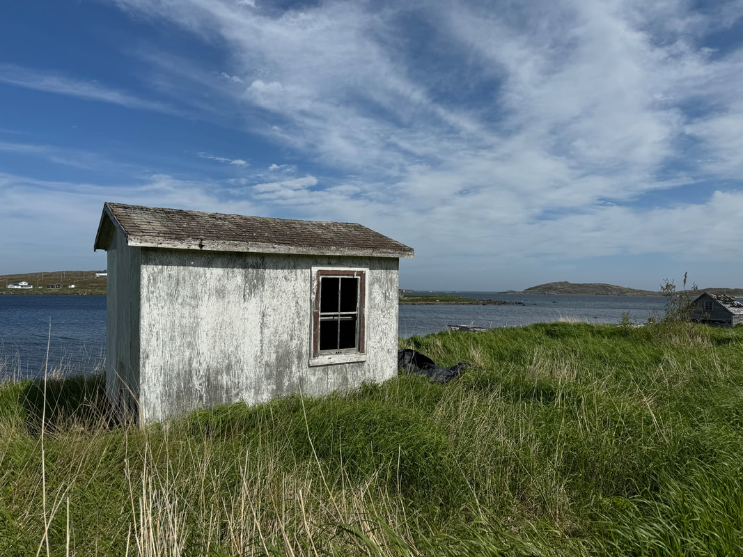 A small white weatherblown shed sits on the coast in a field of long green grassPicture