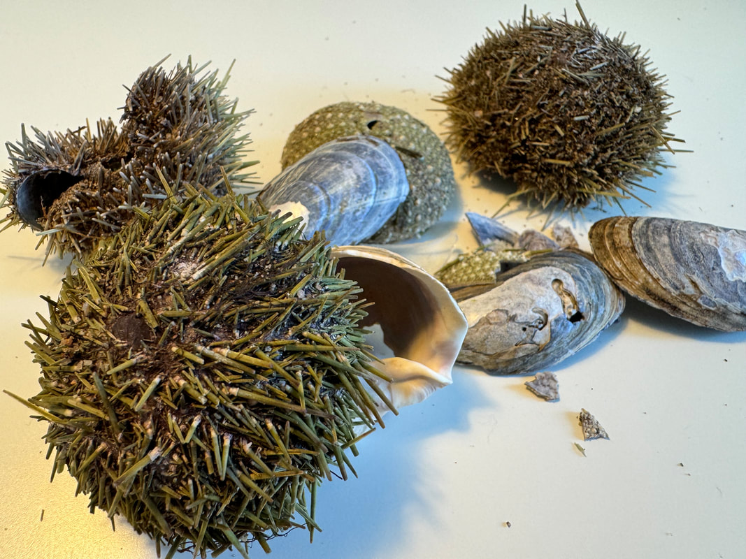 Several sea urchin shells with spines and assorted sea shells sit on a white table.Picture
